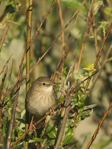 Viitasirkkalintu, River Warbler, Locustella fluviatilis